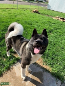 AKC American Akita / Black & White with a Silver Undercoat / Full Black Face Mack   Listing Image