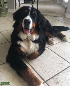 Bernese Mountain Dog Stud Listing Image