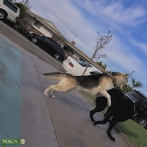 Saddleback Siberian husky  Listing Image