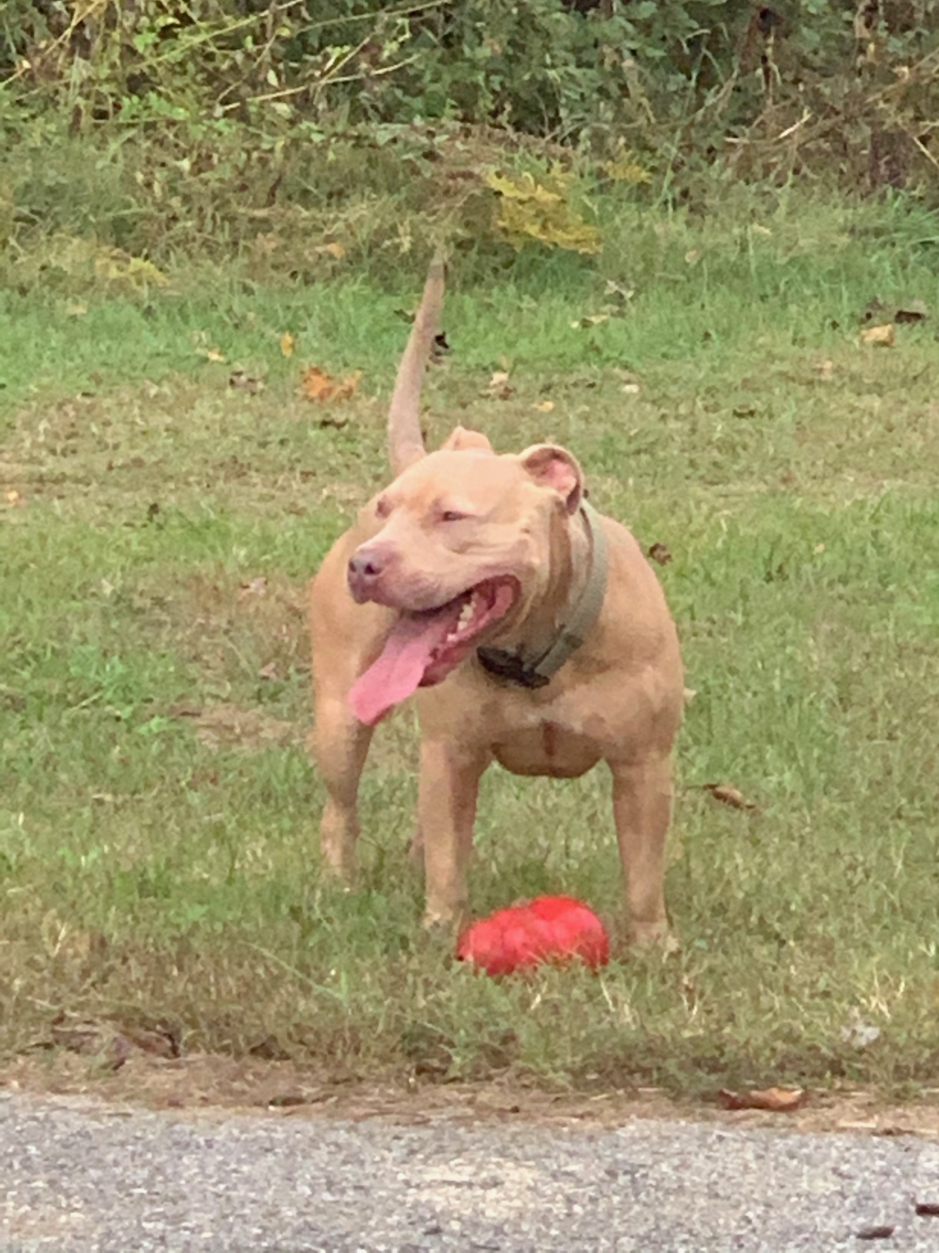 RedNose American Staffordshire Stud Stud Dog in Midatlantic area, the United States Breed