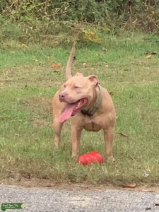 Red-Nose American Staffordshire Stud Listing Image