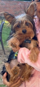 Male Purebred Yorkshire Terrier to Breed Listing Image