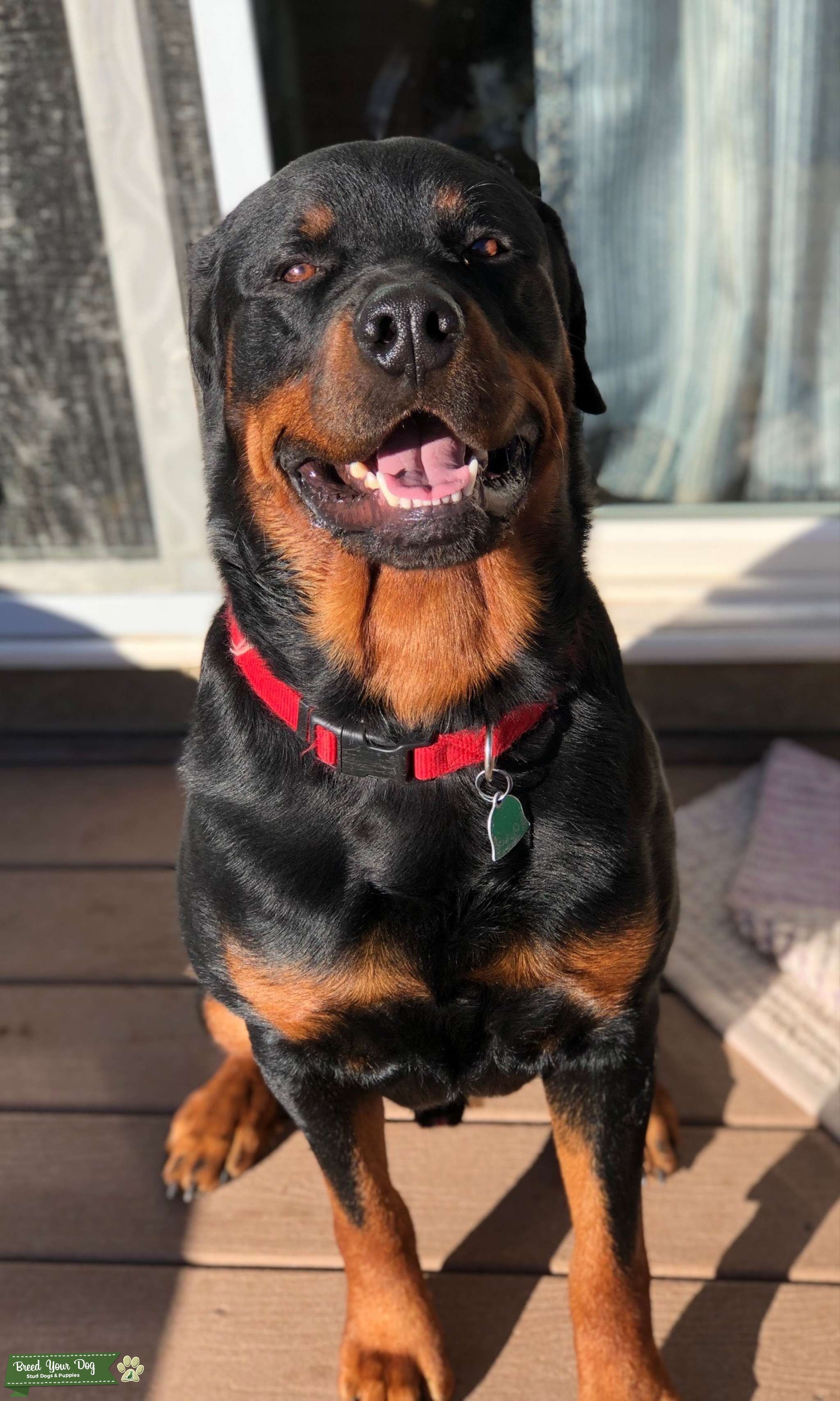 How Much Is A Akc German Rottweiler Stud Fee