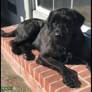 F1 Labradoodle   Listing Image