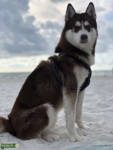 AKC REGISTERED PUREBRED RED SIBERIAN HUSKY  Listing Image