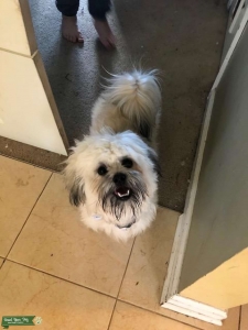 3rd Gen Shihpoo, EMBARK health tested Listing Image