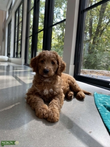 Goldendoodle Stud  Listing Image