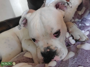 English/American bulldog mix Listing Image