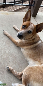 Red Heeler  Listing Image
