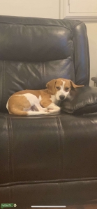 Lemon and White Stud Beagle  Listing Image