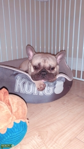 French Bull Dog Stud Listing Image