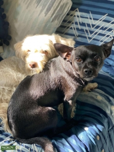 Westie Terrier Mix and Rat Terrier Listing Image
