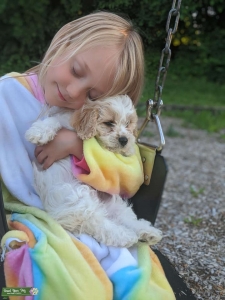 Cavachon Male Listing Image