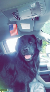 Black Golden Retriever Listing Image
