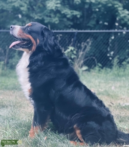 Beautiful, AKC registered stud with great temperament  Listing Image