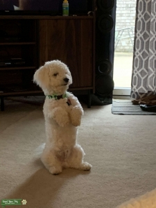 Bichon Listing Image