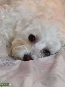  Beautiful all white 2 yr old maltipoo looking for compatible boyfriend Listing Image