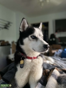 Stud looking to breed  Listing Image
