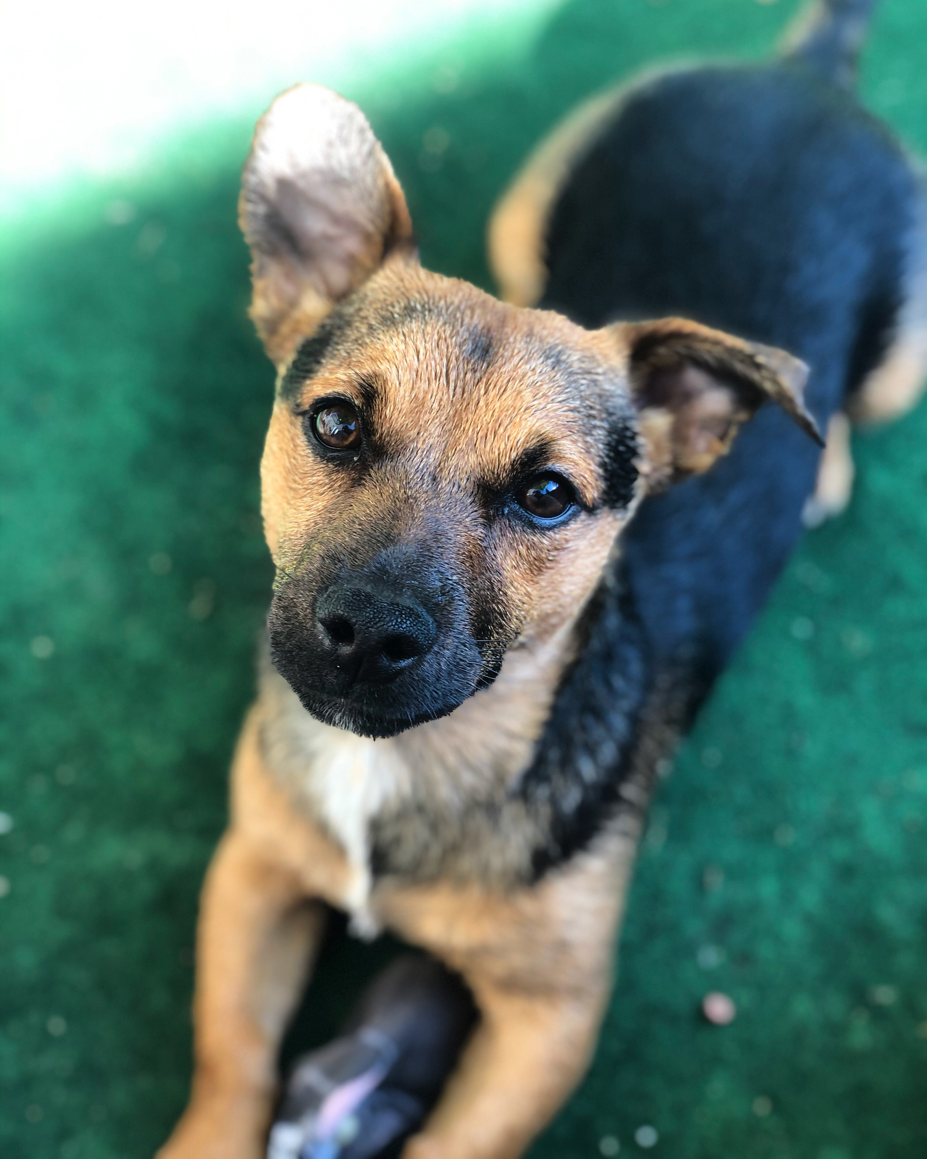 Alsatian Cross Jack Russell German Shepherd Mix Puppy Shepherd Husky Mix  Chow Chow German Shepherd Mix Puppy Jack