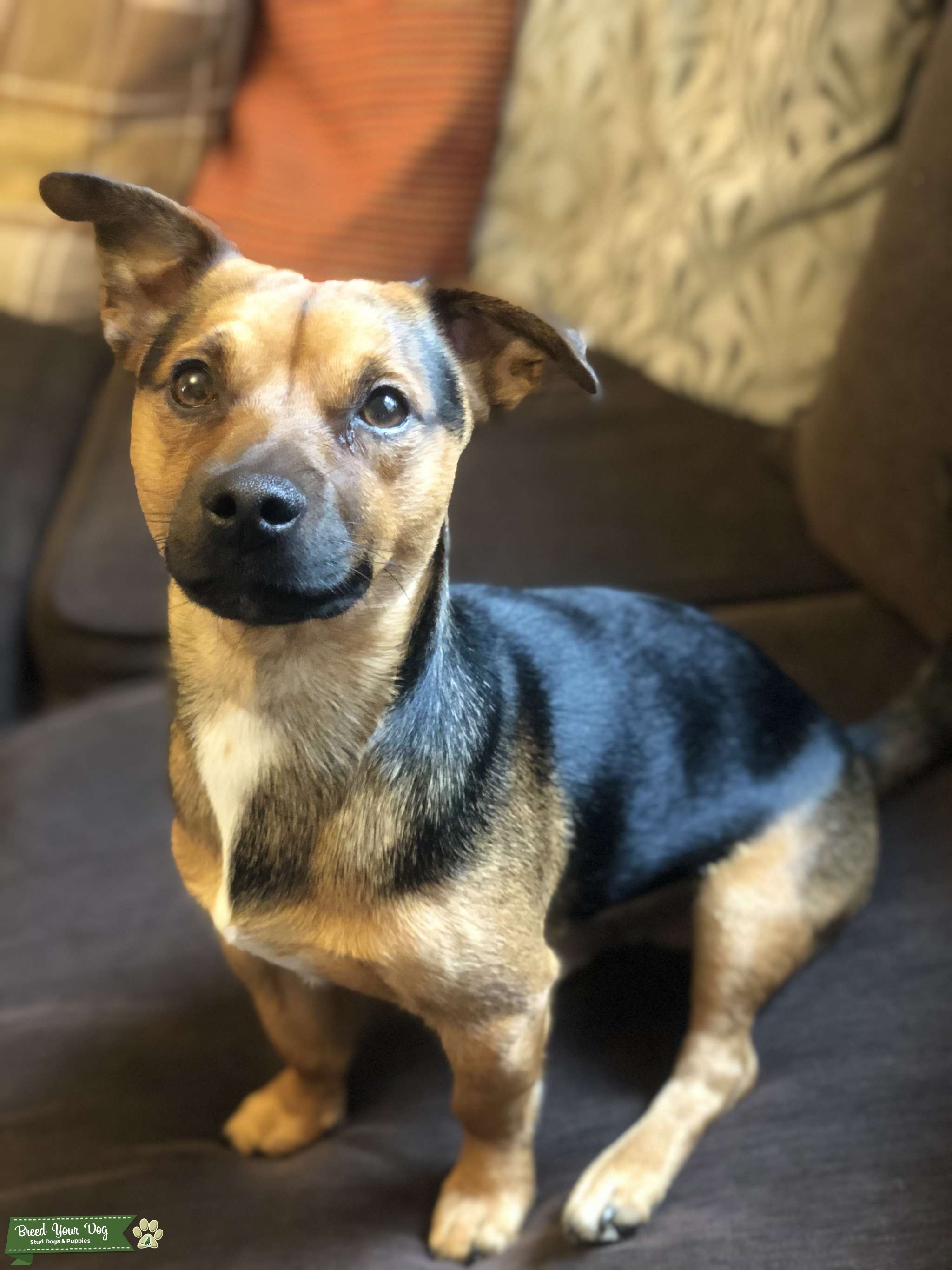 Jack Russell stud Black and Tan Stud Dog in Derbyshire , United