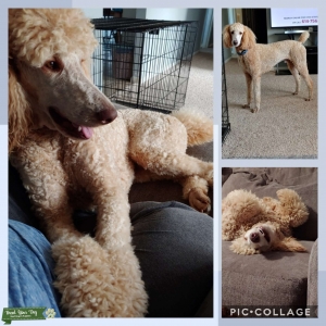 AKC/ UKC Apricot Standard Poodle for Stud Listing Image