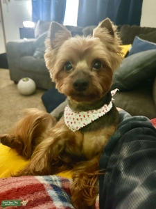 Yorkshire Terrier Listing Image