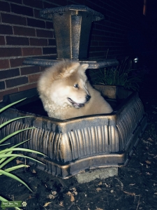 Dark Cream Chow Chow Listing Image