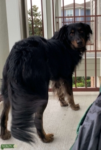Australian Shepard/Black Labrador Mix Listing Image
