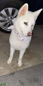 White Akita Listing Image