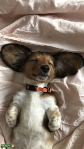 Red Piebald Miniature Dachshund Listing Image