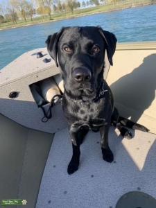 AKC Black Lab Stud Listing Image