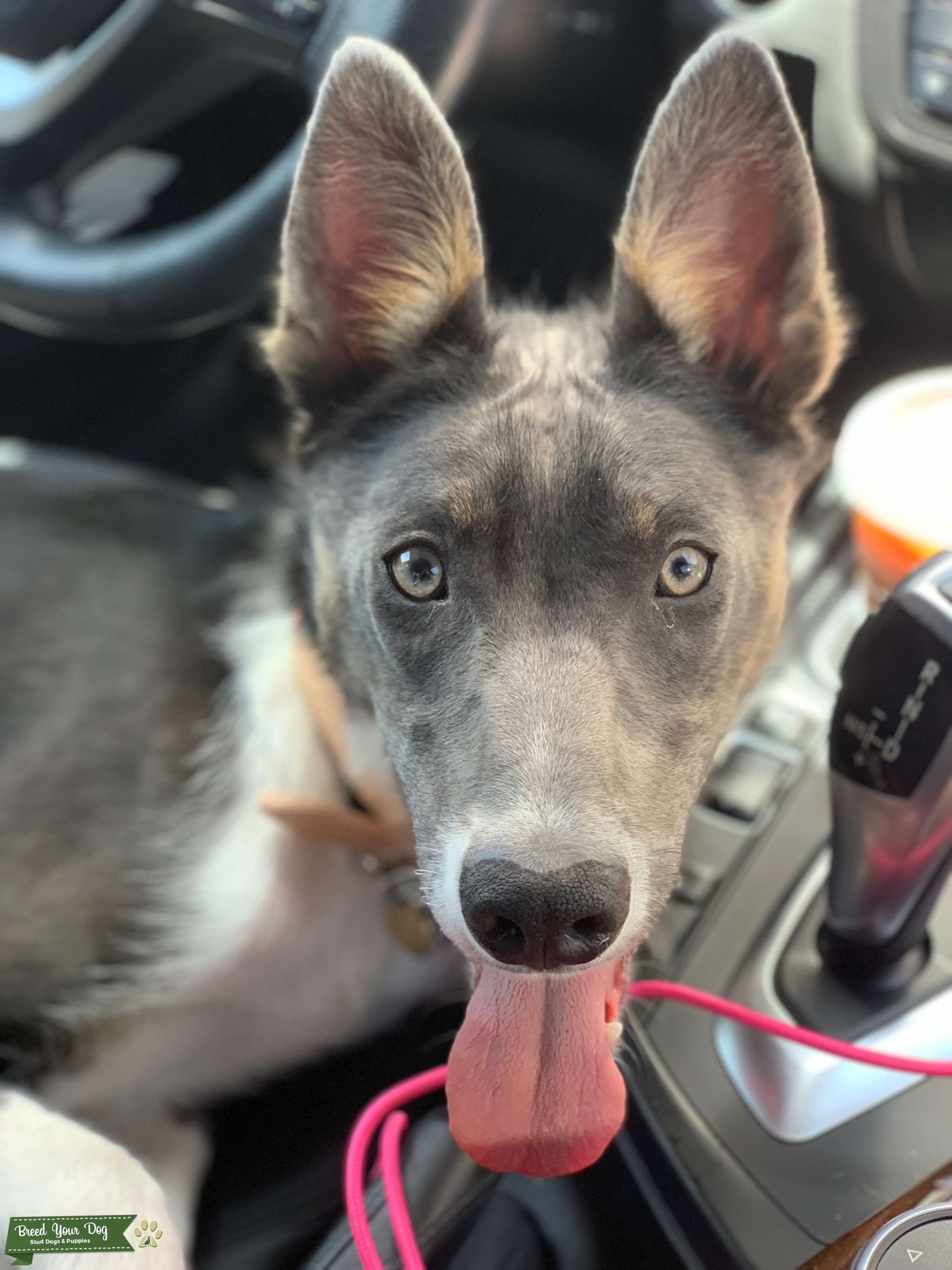 Saarloos Wolf Dog Stud Dog Nevada Breed Your Dog