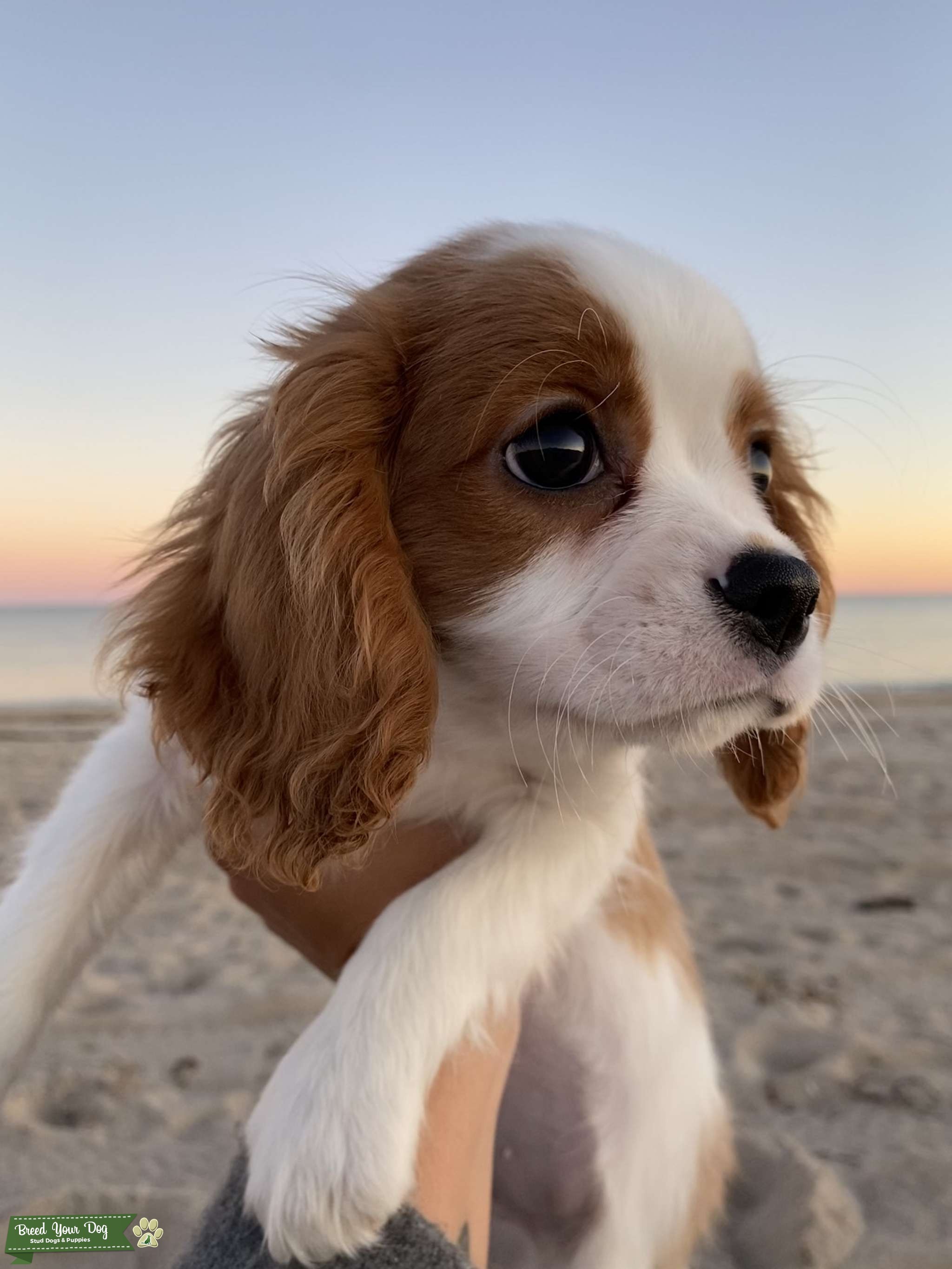 Blenheim King Charles Cavalier Stud Stud Dog in Rhode Island, the United States Breed Your Dog