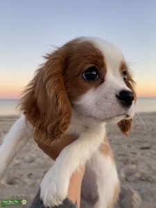 Blenheim King Charles Cavalier Stud Listing Image
