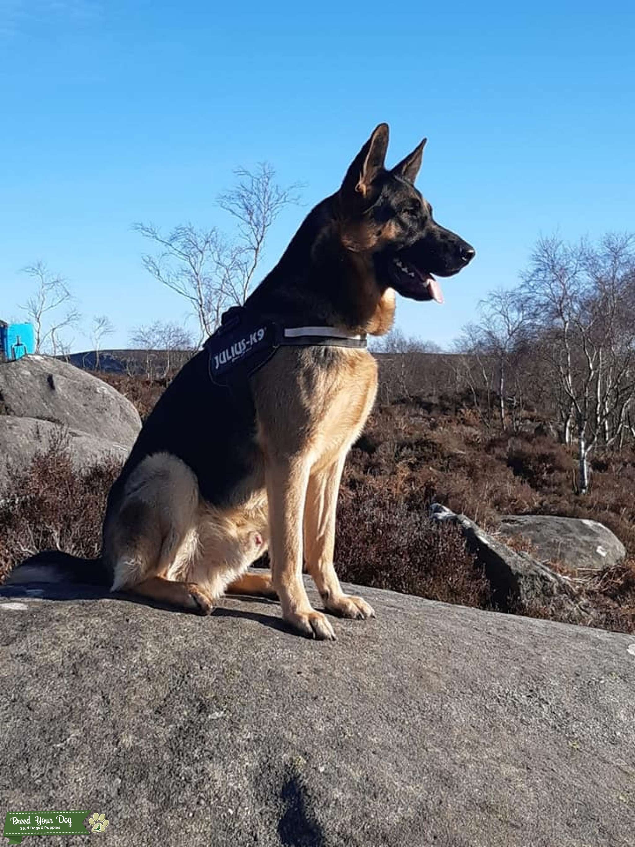 Large handsome stud Stud Dog South yorkshire Breed Your Dog