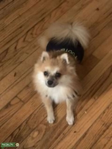 Looking for foxy female  Listing Image