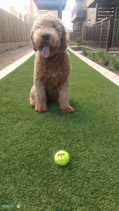 Goldendoodle F1B Listing Image