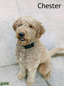 Brown Healthy Goldendoodle Stud Listing Image