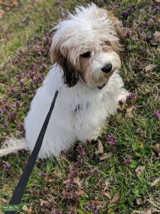 White and brown Cavachon Listing Image