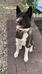 American Akita Listing Image