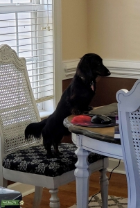 Black & tan, long haired dachshund Listing Image