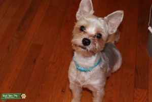 Parti Yorkshire Terrier looking for Girlfriend Listing Image