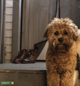 Shihpoo stud dog Listing Image