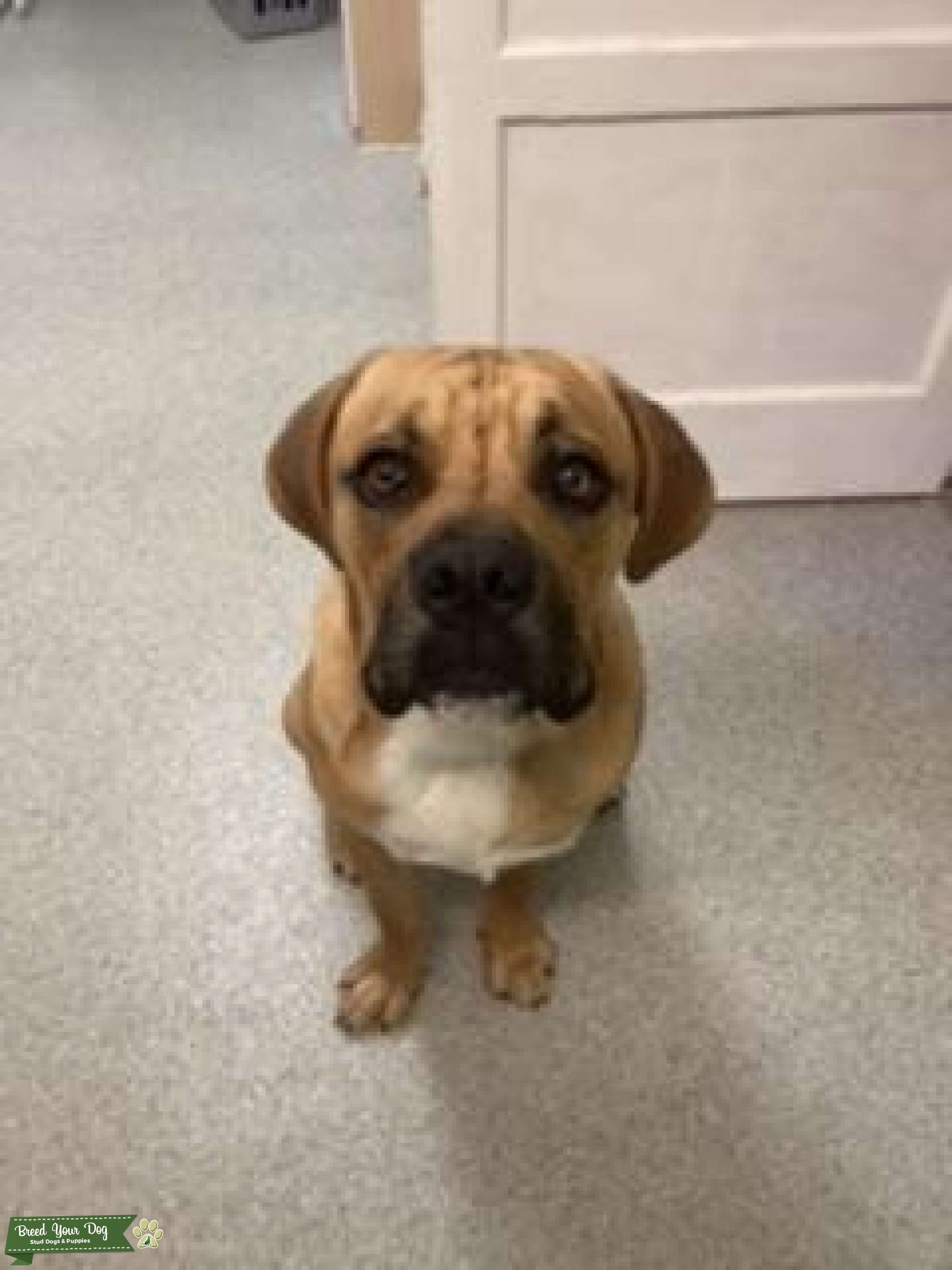 Looking to stud my dog out he is a Rottweiler cross lab Stud Dog in Cambridge, United States