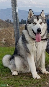 Beautiful Alaskan Malamute looking for Girlfriend Listing Image