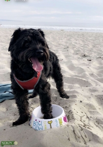 Male Dog Looking to have Puppies--Maltipoo/Terrier Listing Image