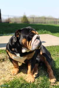 Tricolor English BullDog Listing Image