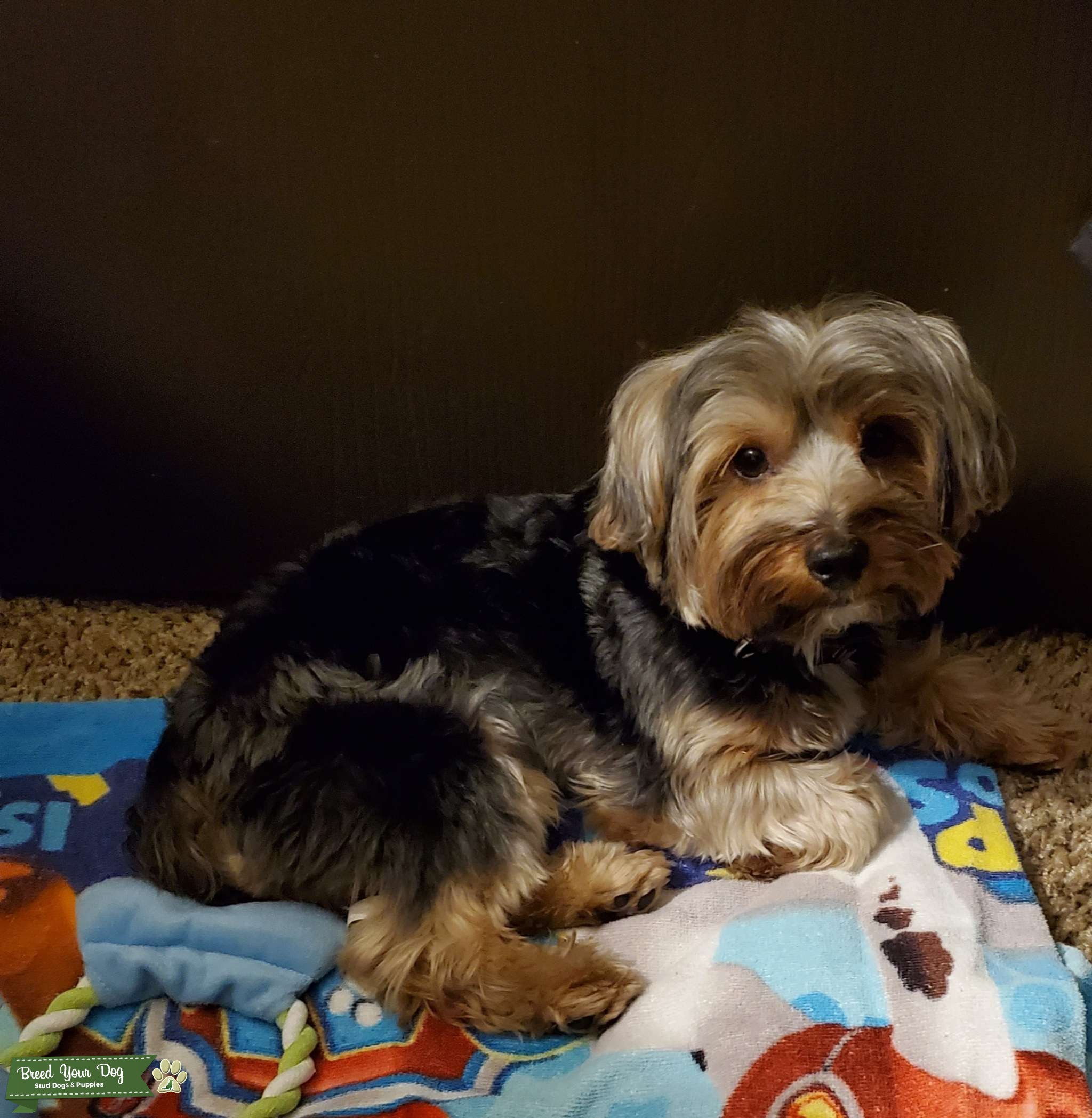 Male Stud Pure Yorkie looking for girlfriend Stud Dog in Oklahoma