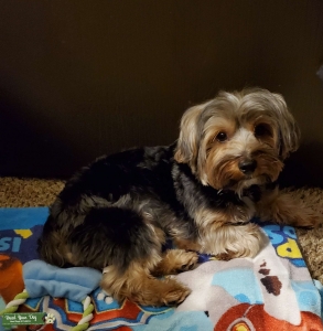 Male Stud Pure Yorkie looking for girlfriend  Listing Image