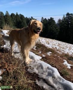 English Cream Golden Retriever Stud Male Listing Image